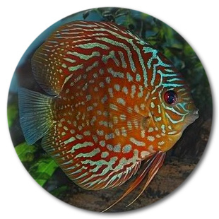 Deep Red Turquoise Discus Fish - 2.5 inch